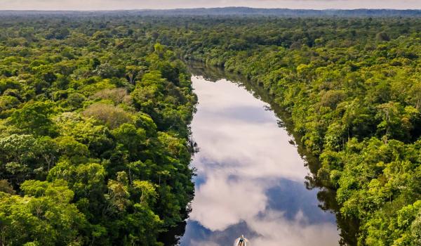 Fôret en Guyane